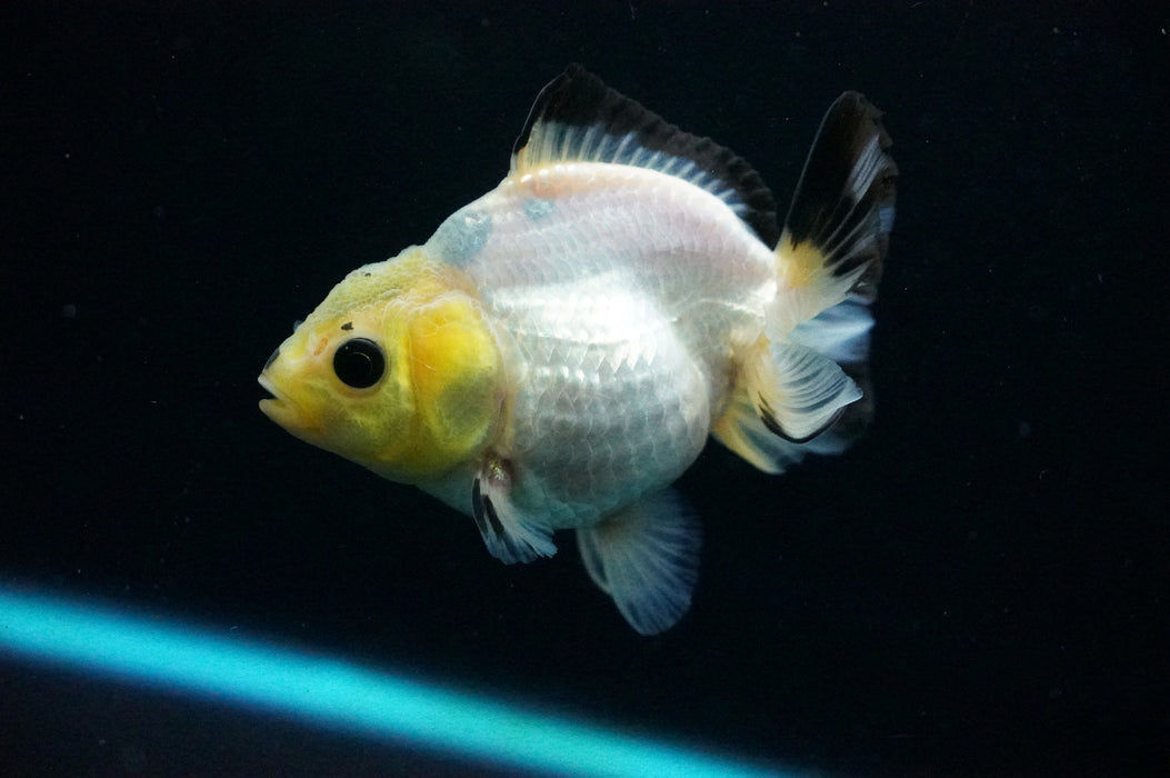 Juvenile Thai Oranda  Panda 3 Inch (ID#1125T10b-10) Free2Day SHIPPING