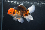 Juvenile Thai Oranda  Tricolor 4 Inch (ID#404T13b-60) Free2Day SHIPPING