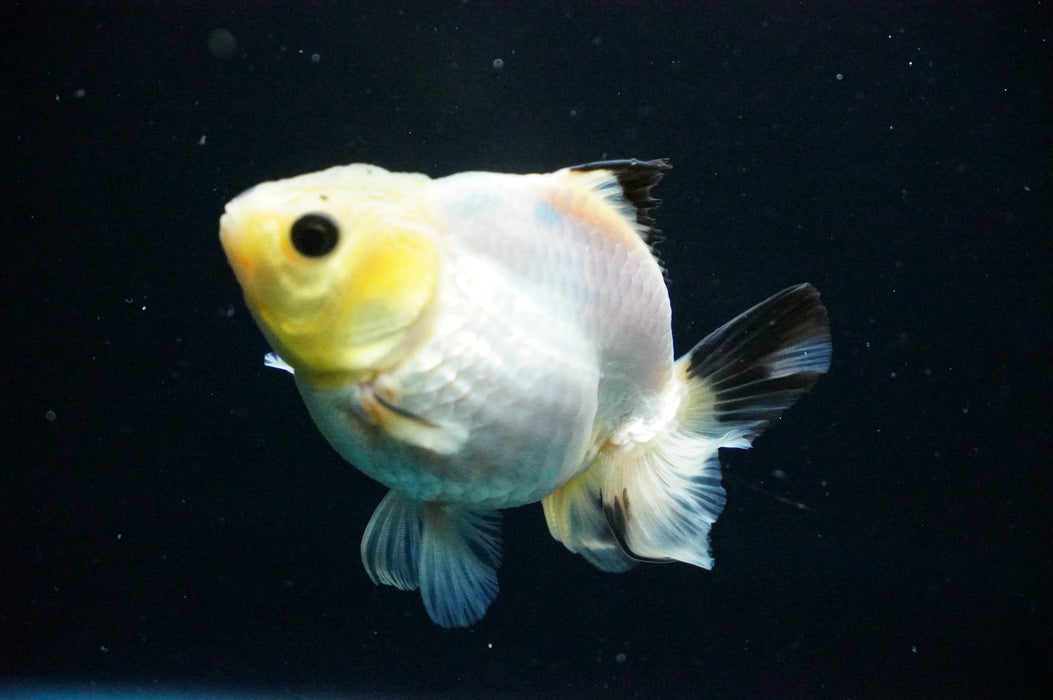 Juvenile Thai Oranda  Panda 3 Inch (ID#1125T10b-10) Free2Day SHIPPING