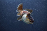 Baby Thai Oranda  Panda 3 Inch (ID#1015ToPTA-37) Free2Day SHIPPING