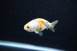 Baby Ranchu  Calico 2.5 Inch (ID#1112R9c-34) Free2Day SHIPPING