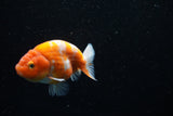 Ranchu  Sakura 3.5 Inch (ID#1008R5c-76) Free2Day SHIPPING