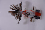 Butterfly  Calico 4 Inch (ID#1129B8b-52) Free2Day SHIPPING