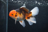 Juvenile Thai Oranda  Tricolor 4 Inch (ID#404T13b-60) Free2Day SHIPPING