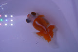 Butterfly  Red White 3.5 Inch (ID#228B8b-46) Free2Day SHIPPING