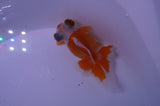 Butterfly  Red White 3.5 Inch (ID#228B8b-46) Free2Day SHIPPING