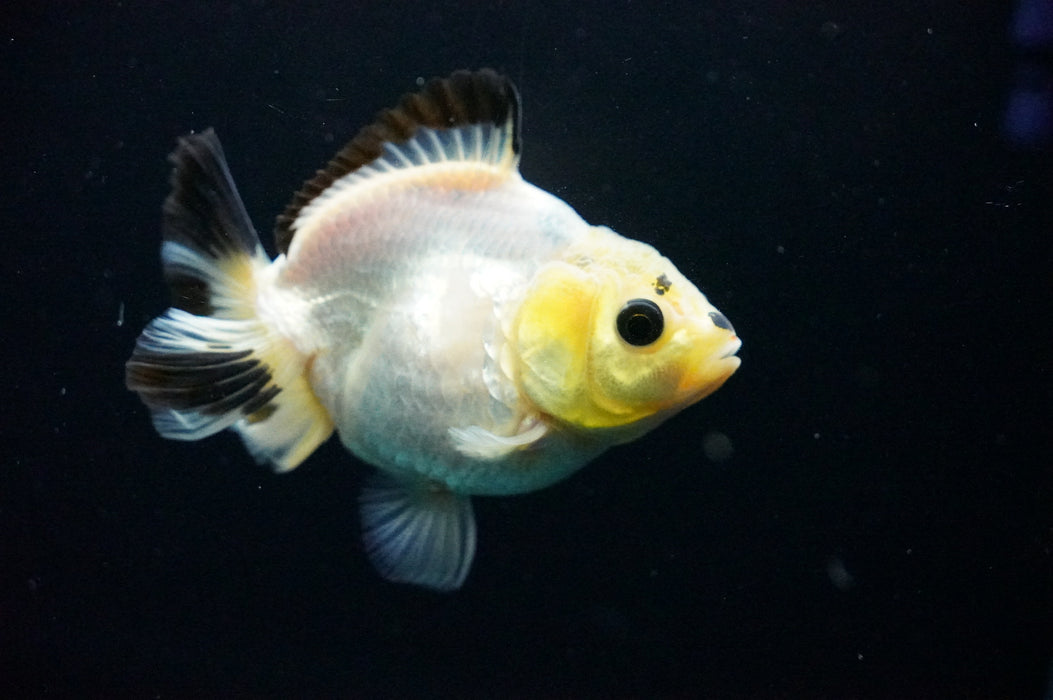 Juvenile Thai Oranda  Panda 3 Inch (ID#1125T10b-10) Free2Day SHIPPING