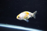 Baby Ranchu  Calico 2.5 Inch (ID#1112R9c-34) Free2Day SHIPPING