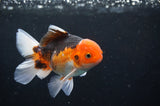 Juvenile Thai Oranda  Tricolor 4 Inch (ID#404T13b-60) Free2Day SHIPPING