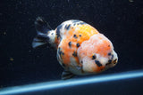 Jumbo Milk Cow Ranchu  Calico 5.5 Inch (ID#1224R9a-98)