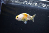 Baby Ranchu  Calico 2.5 Inch (ID#1112R9c-34) Free2Day SHIPPING