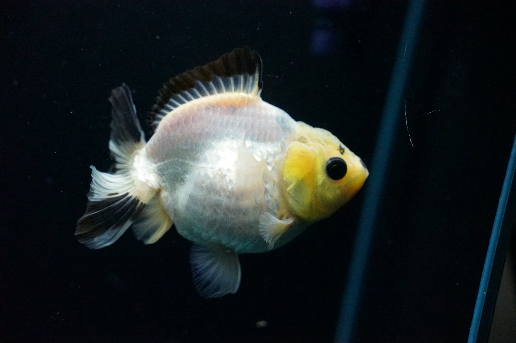 Juvenile Thai Oranda  Panda 3 Inch (ID#1125T10b-10) Free2Day SHIPPING