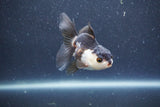 Baby Thai Oranda  Panda 3 Inch (ID#1015ToPTA-38) Free2Day SHIPPING