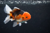 Juvenile Thai Oranda  Tricolor 4 Inch (ID#404T13b-60) Free2Day SHIPPING