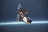 Baby Thai Oranda  Panda 3 Inch (ID#1015ToPTA-38) Free2Day SHIPPING