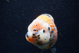 Jumbo Milk Cow Ranchu  Calico 5.5 Inch (ID#1224R9a-98)