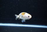 Baby Ranchu  Calico 2.5 Inch (ID#1112R9c-34) Free2Day SHIPPING