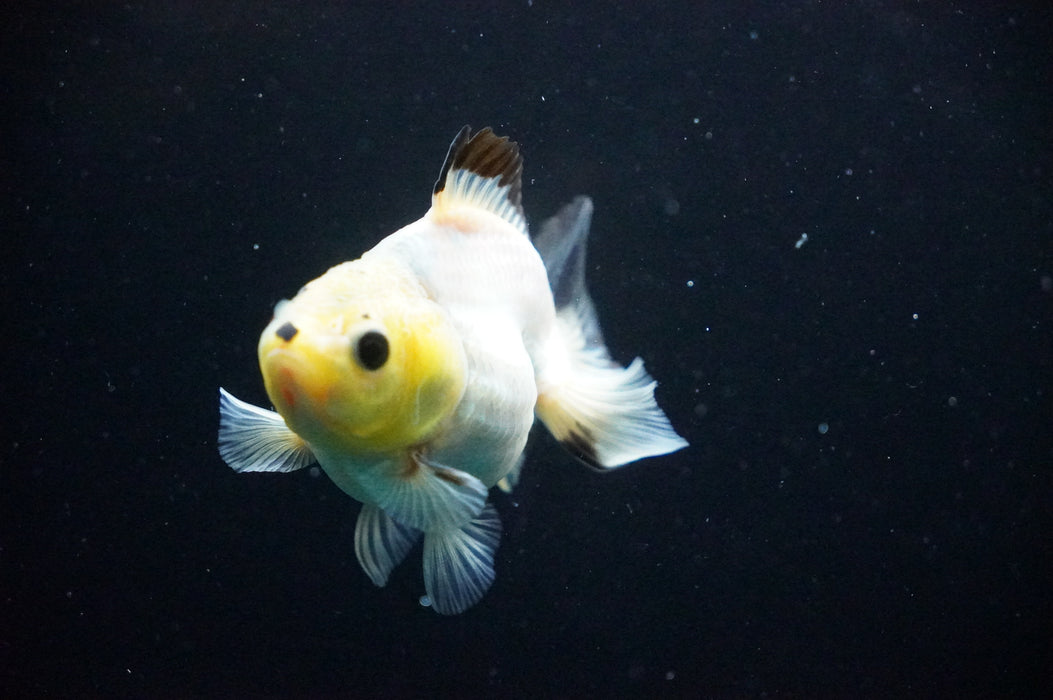 Juvenile Thai Oranda  Panda 3 Inch (ID#1125T10b-10) Free2Day SHIPPING