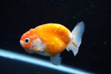 Ranchu  Sakura 3 Inch (ID#1008R5c-77) Free2Day SHIPPING