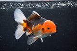 Juvenile Thai Oranda  Tricolor 4 Inch (ID#404T13b-60) Free2Day SHIPPING