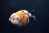 Jumbo Milk Cow Ranchu  Calico 5.5 Inch (ID#1224R9a-98)