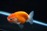 Ranchu  Sakura 3 Inch (ID#1008R5c-77) Free2Day SHIPPING