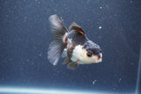 Baby Thai Oranda  Panda 3 Inch (ID#1015ToPTA-38) Free2Day SHIPPING