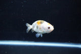 Baby Ranchu  Calico 2.5 Inch (ID#1112R9c-34) Free2Day SHIPPING