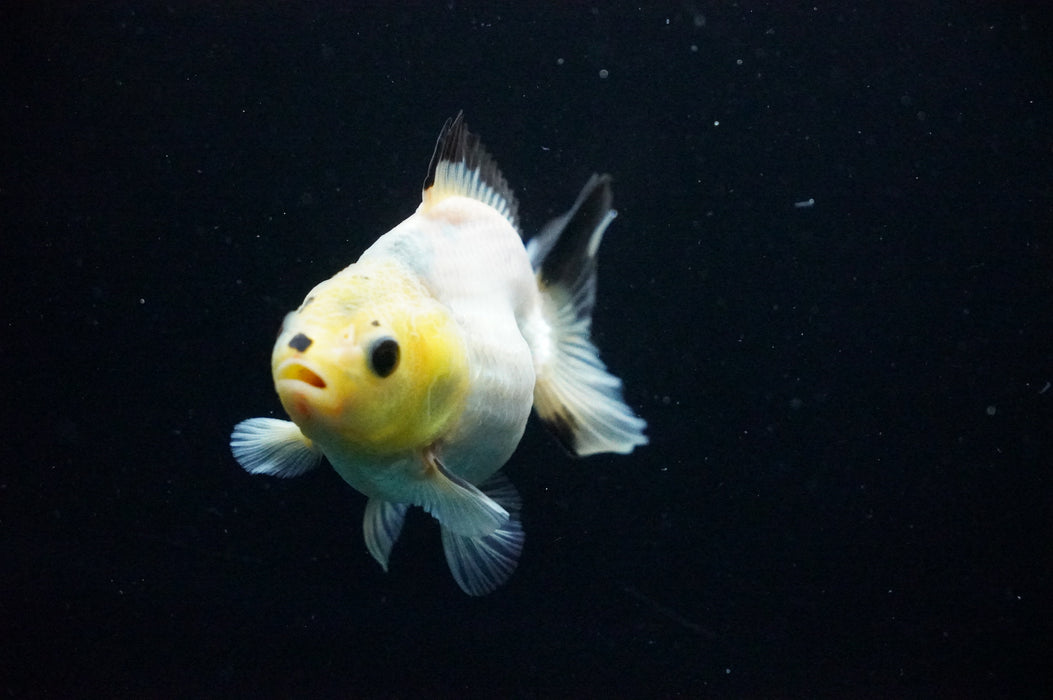 Juvenile Thai Oranda  Panda 3 Inch (ID#1125T10b-10) Free2Day SHIPPING