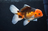 Juvenile Thai Oranda  Tricolor 4 Inch (ID#404T13b-60) Free2Day SHIPPING