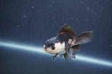 Baby Thai Oranda  Panda 3 Inch (ID#1015ToPTA-38) Free2Day SHIPPING