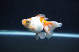 Butterfly  Red White 3 Inch (ID#328B8b-39) Free2Day SHIPPING