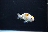 Baby Ranchu  Calico 2.5 Inch (ID#1112R9c-34) Free2Day SHIPPING