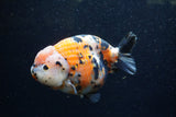 Jumbo Milk Cow Ranchu  Calico 5.5 Inch (ID#1224R9a-98)