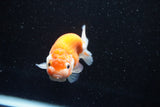 Ranchu  Sakura 3 Inch (ID#1008R5c-77) Free2Day SHIPPING