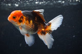 Juvenile Thai Oranda  Tricolor 4 Inch (ID#404T13b-60) Free2Day SHIPPING