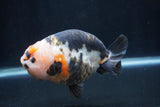 Milk Cow Ranchu  Calico 5 Inch (ID#1227R10c-85) Free2Day SHIPPING