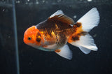 Juvenile Thai Oranda  Tricolor 4 Inch (ID#404T13b-60) Free2Day SHIPPING