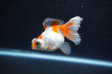 Butterfly  Red White 3 Inch (ID#328B8b-39) Free2Day SHIPPING