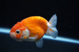 Ranchu  Sakura 3 Inch (ID#1008R5c-77) Free2Day SHIPPING