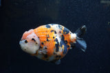 Jumbo Milk Cow Ranchu  Calico 5.5 Inch (ID#1224R9a-98)