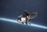 Baby Thai Oranda  Panda 3 Inch (ID#1015ToPTA-38) Free2Day SHIPPING