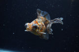 Butterfly  Calico 3.5 Inch (ID#228B8b-47) Free2Day SHIPPING