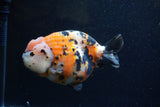 Jumbo Milk Cow Ranchu  Calico 5.5 Inch (ID#1224R9a-98)