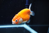 Ranchu  Sakura 3 Inch (ID#1008R5c-77) Free2Day SHIPPING