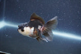 Baby Thai Oranda  Panda 3 Inch (ID#1015ToPTA-38) Free2Day SHIPPING