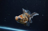 Butterfly  Calico 3.5 Inch (ID#228B8b-47) Free2Day SHIPPING