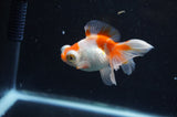 Butterfly  Red White 3 Inch (ID#328B8b-39) Free2Day SHIPPING