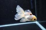 Juvenile Thai Oranda  Tricolor 4.5 Inch (ID#404T13b-61) Free2Day SHIPPING