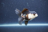 Baby Thai Oranda  Panda 3 Inch (ID#1015ToPTA-38) Free2Day SHIPPING